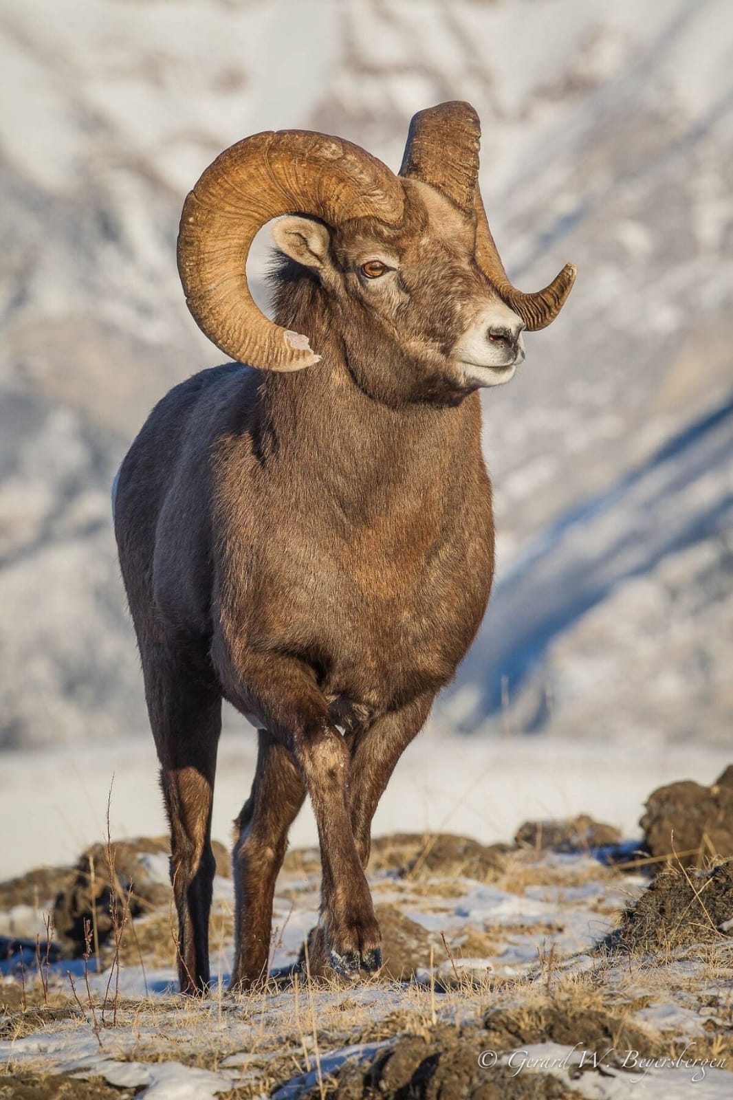 Argali ram on a rocky ridge in winter